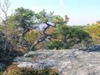 Twisted pitch pines atop Race Mt. (97kb)