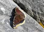 A moth sunning on a rock (75kb)