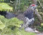 04spruce_grouse1.jpg (54kb)