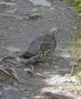 07spruce_grouse2.jpg (55kb)