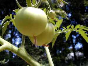 green tomatoes